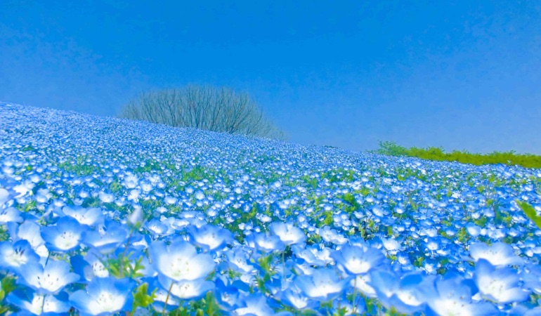 Nemophila in Umino-nakamichi Seaside Park 